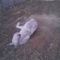 الاغ شازند و کاه یونجه|حیوانات مزرعه|شازند, |دیوار