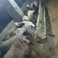 فروش ۹راس میش