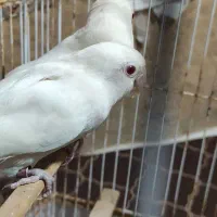 کوتوله چشم قرمز|پرنده|بختگان, |دیوار