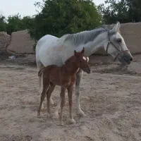 فروش مادیان|اسب و تجهیزات اسب‌سواری|ماهان, |دیوار