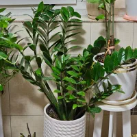 زاموفیلیا سرسبز و خوشگل