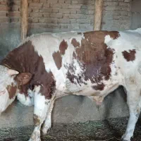 گوساله سیمینتال نر|حیوانات مزرعه|بکتاش, |دیوار