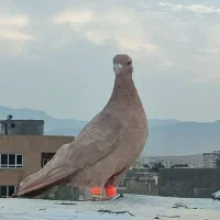 کبوتر