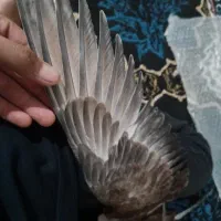 سلام|پرنده|بهمن صغاد, |دیوار
