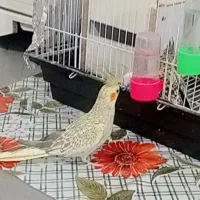عروس هلندی ماده