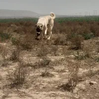 سگنر