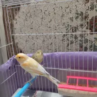 قناری نرریزه خون|پرنده|مشهد, بلال|دیوار