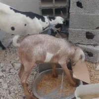 حیوانات مزرعه|حیوانات مزرعه|بندر کنگان, |دیوار