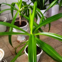 گل ذرتی و سانسوریا