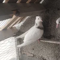 طوقی جوانه|پرنده|بیستون, |دیوار