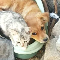 سگ پاکوتاه دهن پاک|سگ|قوچان, |دیوار