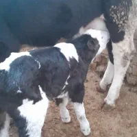 فروش گاوشیری