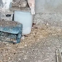 کله سفید جفت