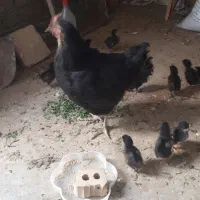 تخم نطفه دار