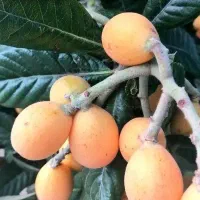 نهال زردآلو عطر اصیل ایرانی|خدمات باغبانی و درختکاری|سلماس, |دیوار