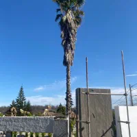 فروش نخل محدود سیسنگان