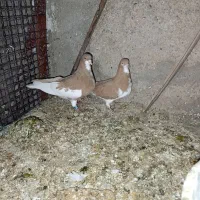 کفتر چپ وشهری