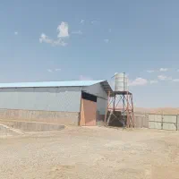 گاوداری صنعتی و زمین کشاورزی|فروش دفتر صنعتی، کشاورزی، تجاری|شیروان (لرستان), |دیوار