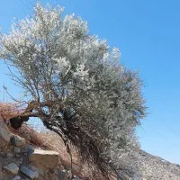 درخت دویست واحد رسالت ده ماهه