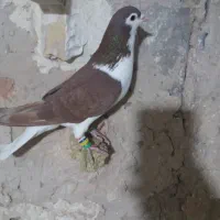 دم سفید|پرنده|سبزوار, ایزی شهر|دیوار