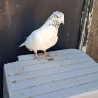 کفتر|پرنده|سیرجان, |دیوار