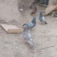 کبوتر بور مگس و سبز