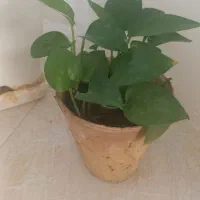 گل  پر ط ب ی ع ی  ن مصنوعی
