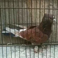 کفتر مایه|پرنده|نسیمشهر, |دیوار