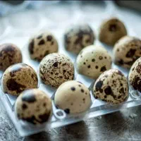 تخم بلدرچین