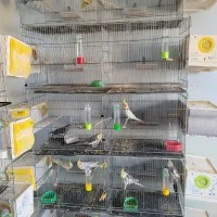 فروش سالن عروس هلندی|پرنده|شوش, |دیوار