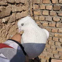 کبوتر|پرنده|اراک, |دیوار