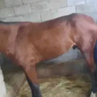 اسب ۴سال|اسب و تجهیزات اسب‌سواری|رضوانشهر, |دیوار