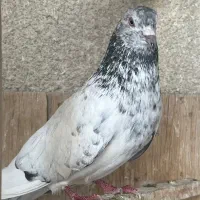 کبوتر نر و ماده پرشی