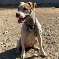 معاوضه سگ بیتپول با سراب یا قدرجان