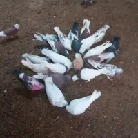 کفتر|پرنده|مهربان, |دیوار