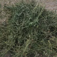 یونجه کاه یونجه