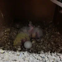 سه عدد جوجه سرلاکی  آلبینو و وایت فیس