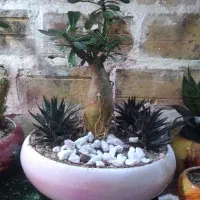 بنسای آدنیوم