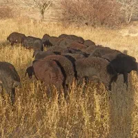 بره ماده|حیوانات مزرعه|شاهین دژ, |دیوار