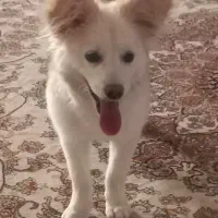 سگ ۸ماهه نر