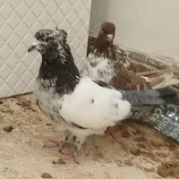 کبوتر کفتر پرنده|پرنده|مشگین شهر, |دیوار