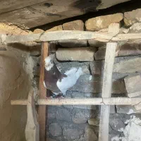 کفتر کبوتر طوقی ساده سینه کله|پرنده|مشهد, هفت تیر (نه دره)|دیوار