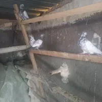 جوجه کله سیاه وکله دم سبز پرشی|پرنده|زیباشهر, |دیوار