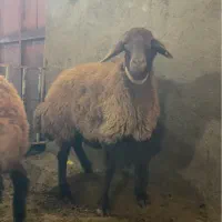 میش هترو همراه بره همو|حیوانات مزرعه|سراب, |دیوار