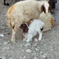 میش داشتی|حیوانات مزرعه|آبدانان, |دیوار