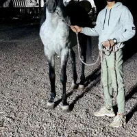 راه اندازی کره تا اتمام سواری|اسب و تجهیزات اسبسواری|الوند, |دیوار