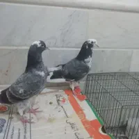 کبوتر یا کفتر جوجه مقلف|پرنده|قم, نوبهار|دیوار