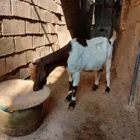 کارون|حیوانات مزرعه|کارون, |دیوار