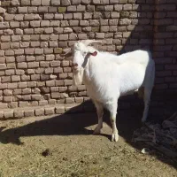 بز گلابی نربز سانن