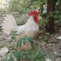 3عدد خروس600000